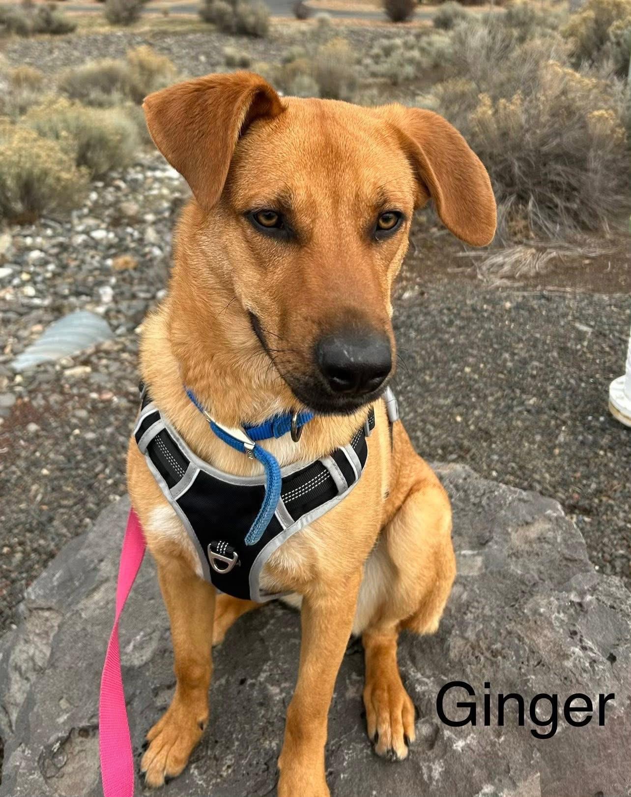 Enlarge Ginger, a ADOPTABLE Mixed Breed in Prineville, OR image 2/6