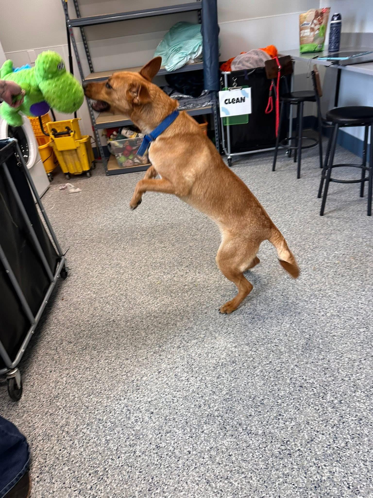 Enlarge Ginger, a ADOPTABLE Mixed Breed in Prineville, OR image 4/6