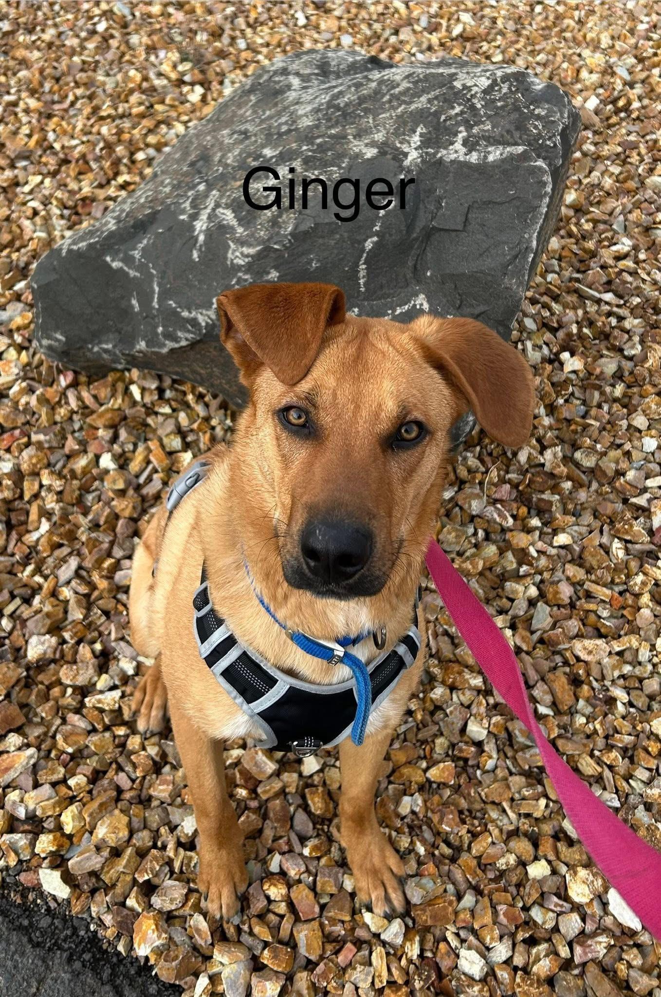 Enlarge Ginger, a ADOPTABLE Mixed Breed in Prineville, OR image 1/6
