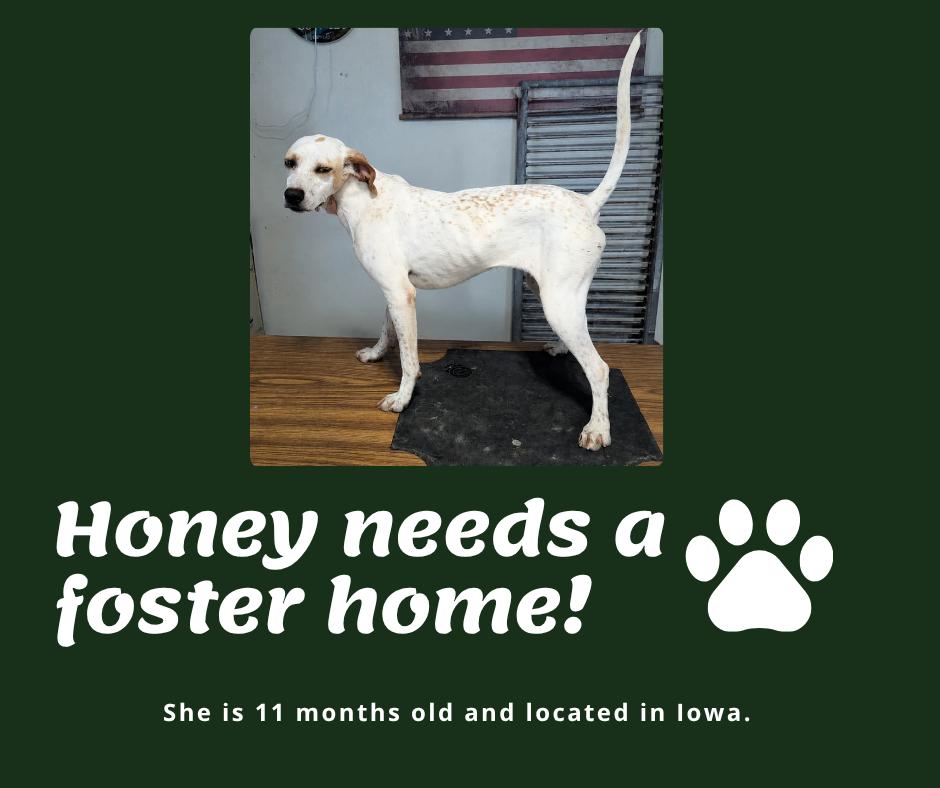 Needs Foster Honey (IA), ADOPTABLE, Young Female English Pointer.