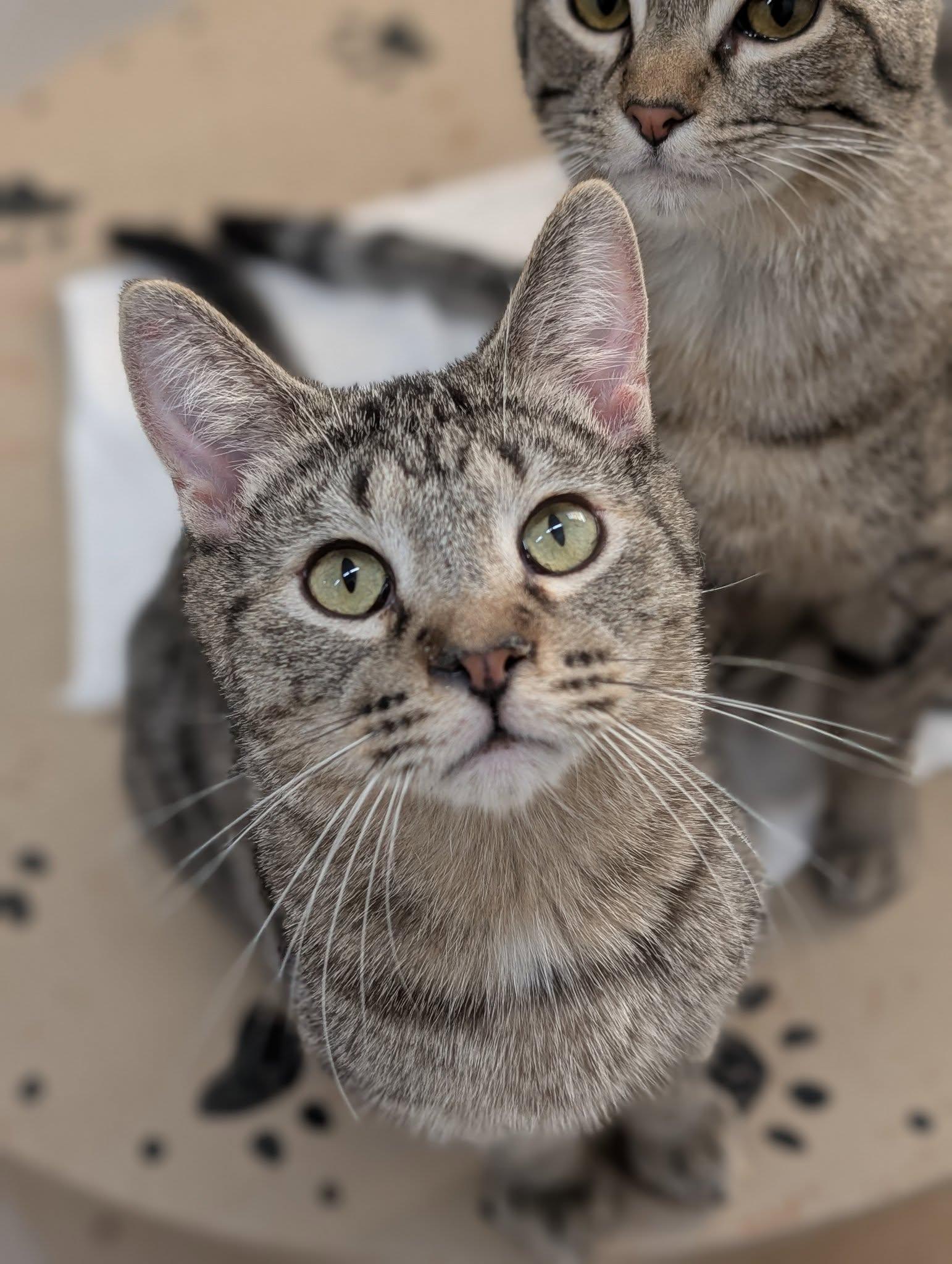 Andy, a Adoptable Domestic Short Hair in Tilton, IL image 1/6