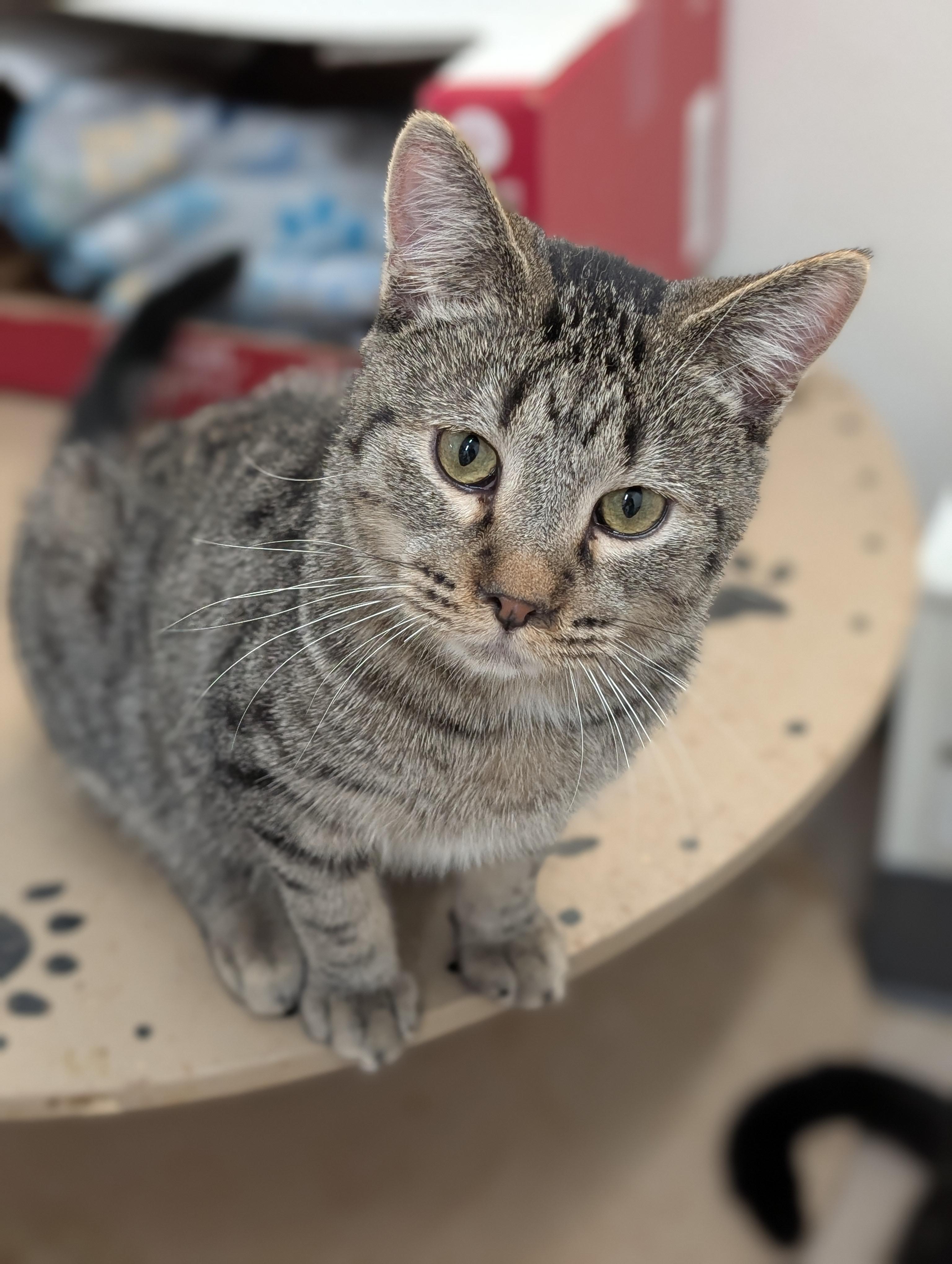 Andy, a Adoptable Domestic Short Hair in Tilton, IL image 4/6