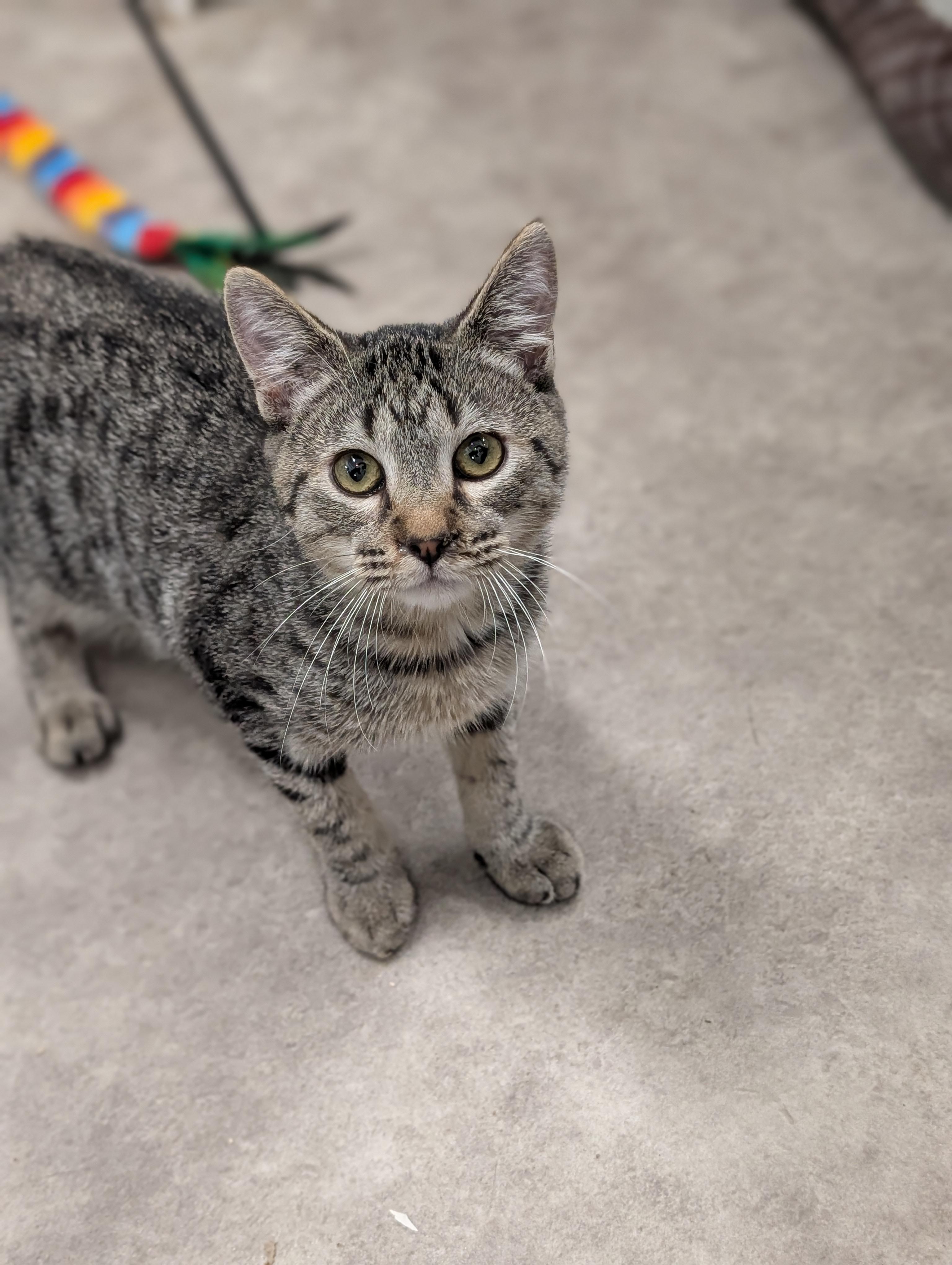 Andy, a Adoptable Domestic Short Hair in Tilton, IL image 6/6