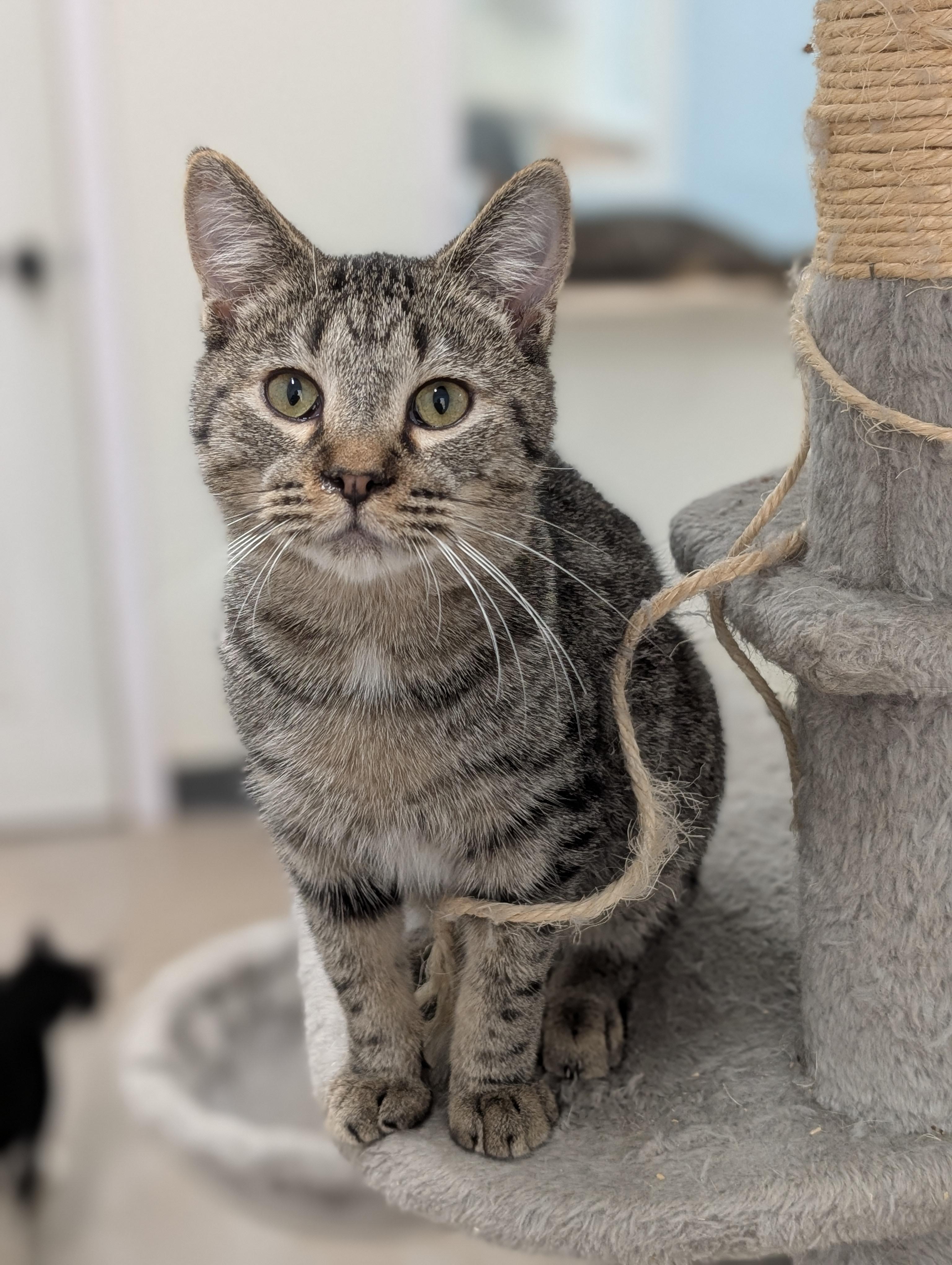 Andy, a Adoptable Domestic Short Hair in Tilton, IL image 3/6