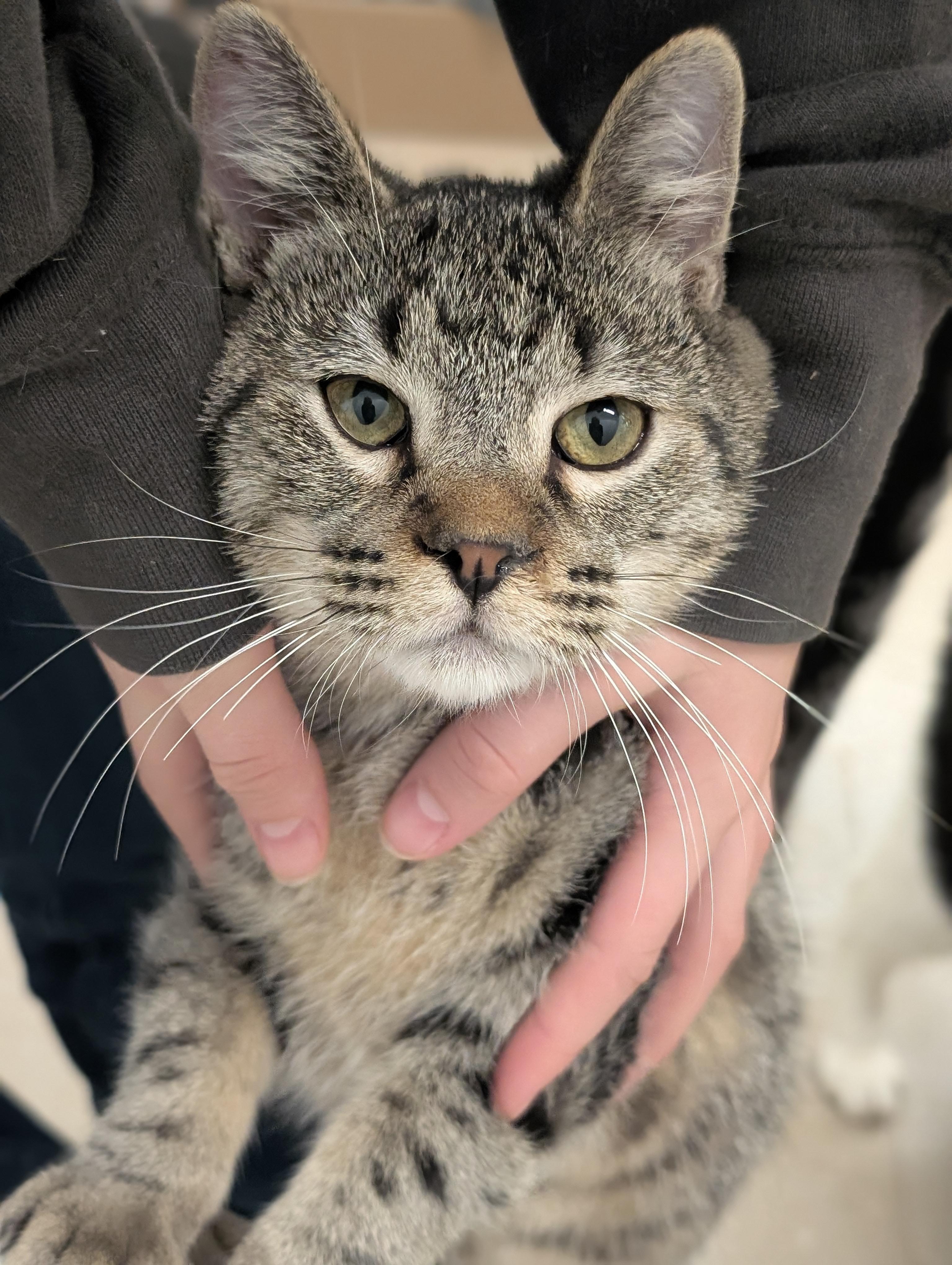 Andy, a Adoptable Domestic Short Hair in Tilton, IL image 5/6