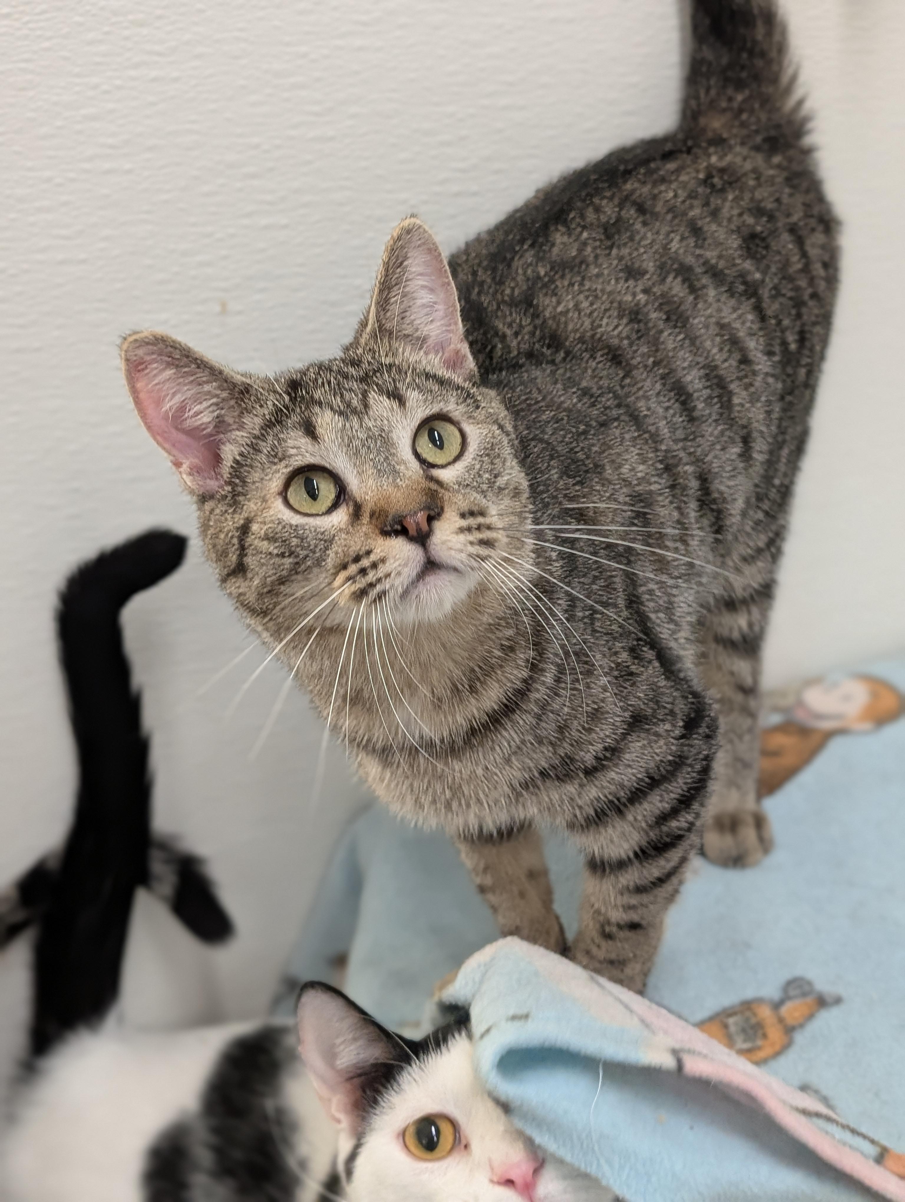 Andy, a Adoptable Domestic Short Hair in Tilton, IL image 2/6