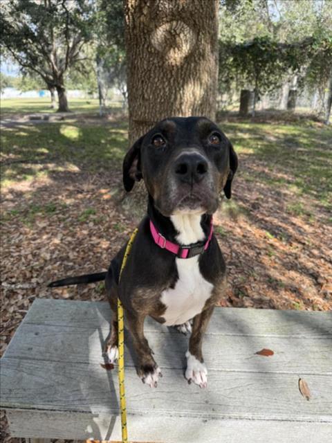 Enlarge DAISY, a Adoptable mixed breed in Vero Beach, FL image 1/1