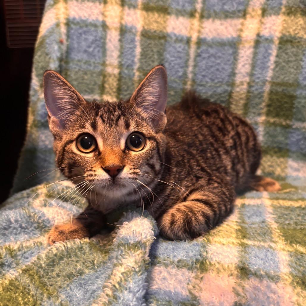 Princess Daisy - Petsmart Belleville, Adoptable, Young Female Domestic Short Hair.