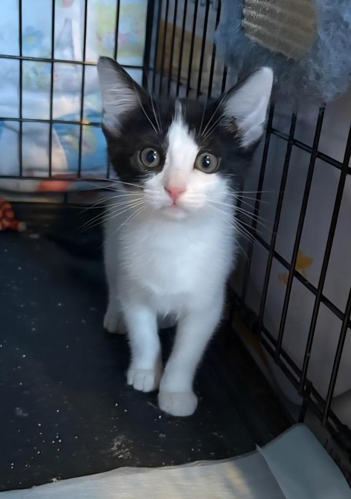 Betty, Adoptable, Kitten Female Domestic Short Hair.