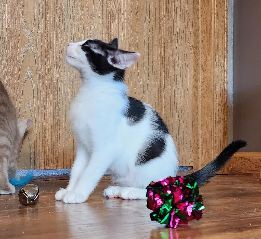 Enlarge Betty, a Adoptable mixed breed in Rockford, IL image 3/3