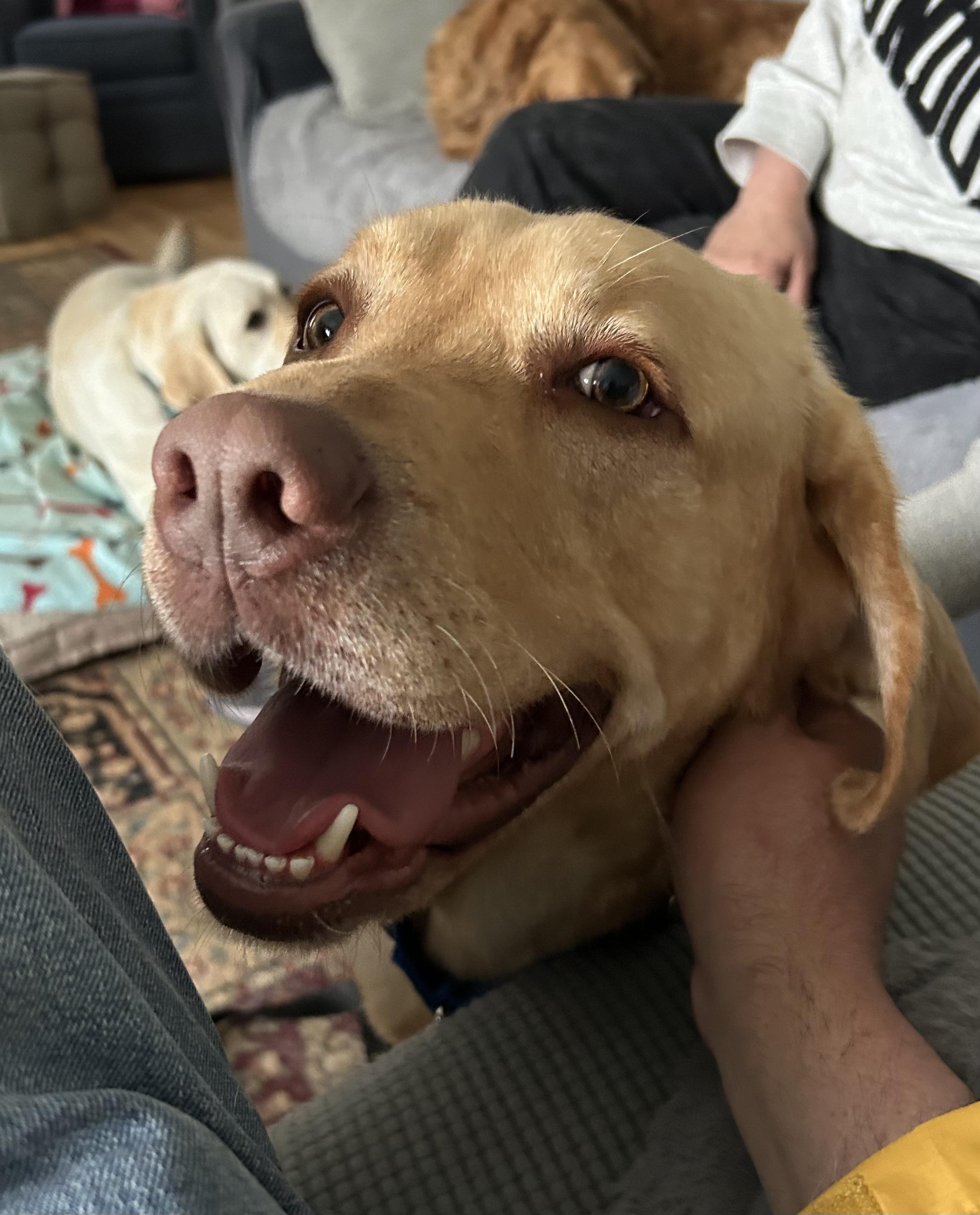 Enlarge Philbin, a Adoptable Yellow Labrador Retriever in Warrington, PA image 2/6