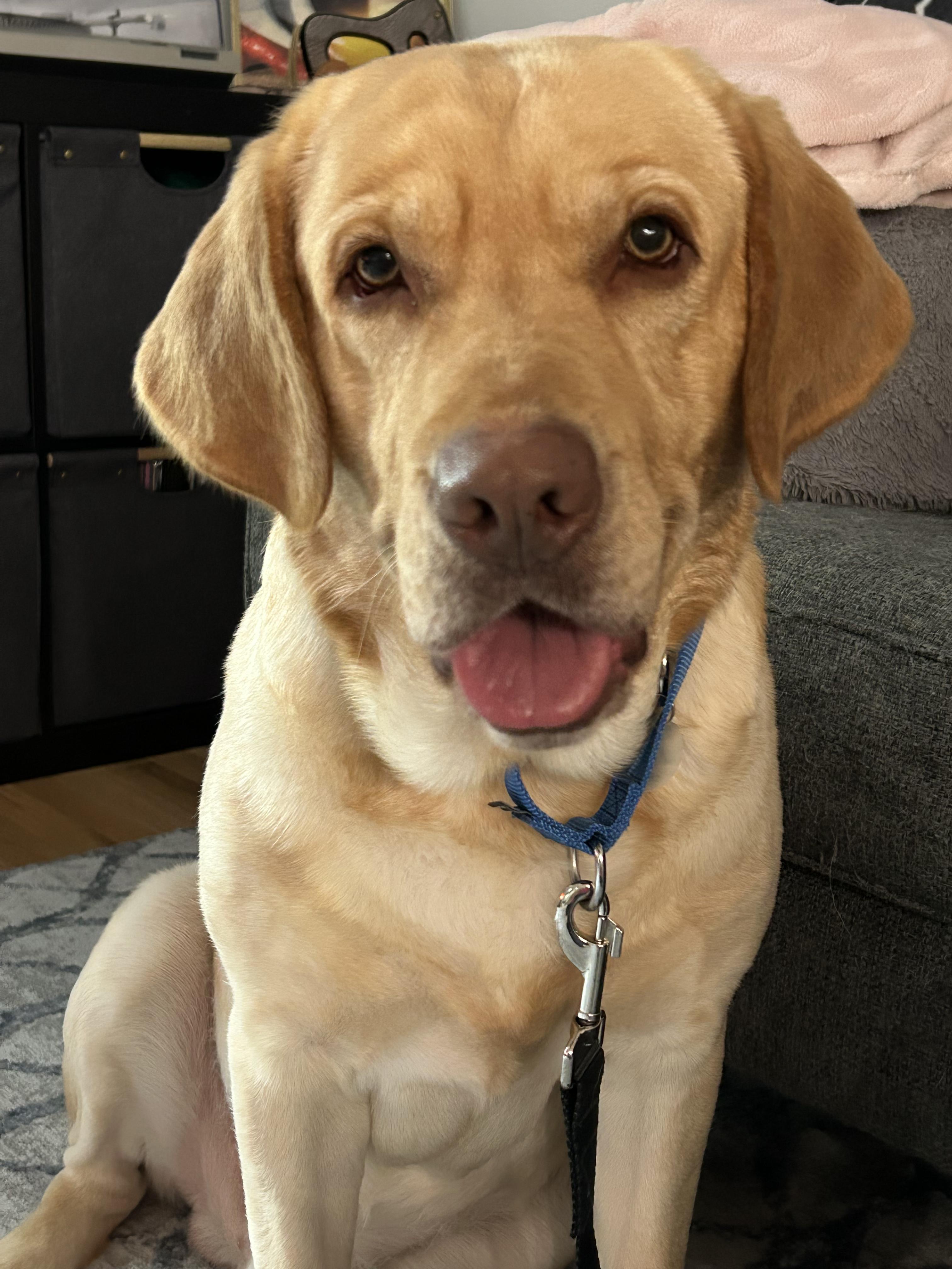 Enlarge Philbin, a Adoptable Yellow Labrador Retriever in Warrington, PA image 4/6