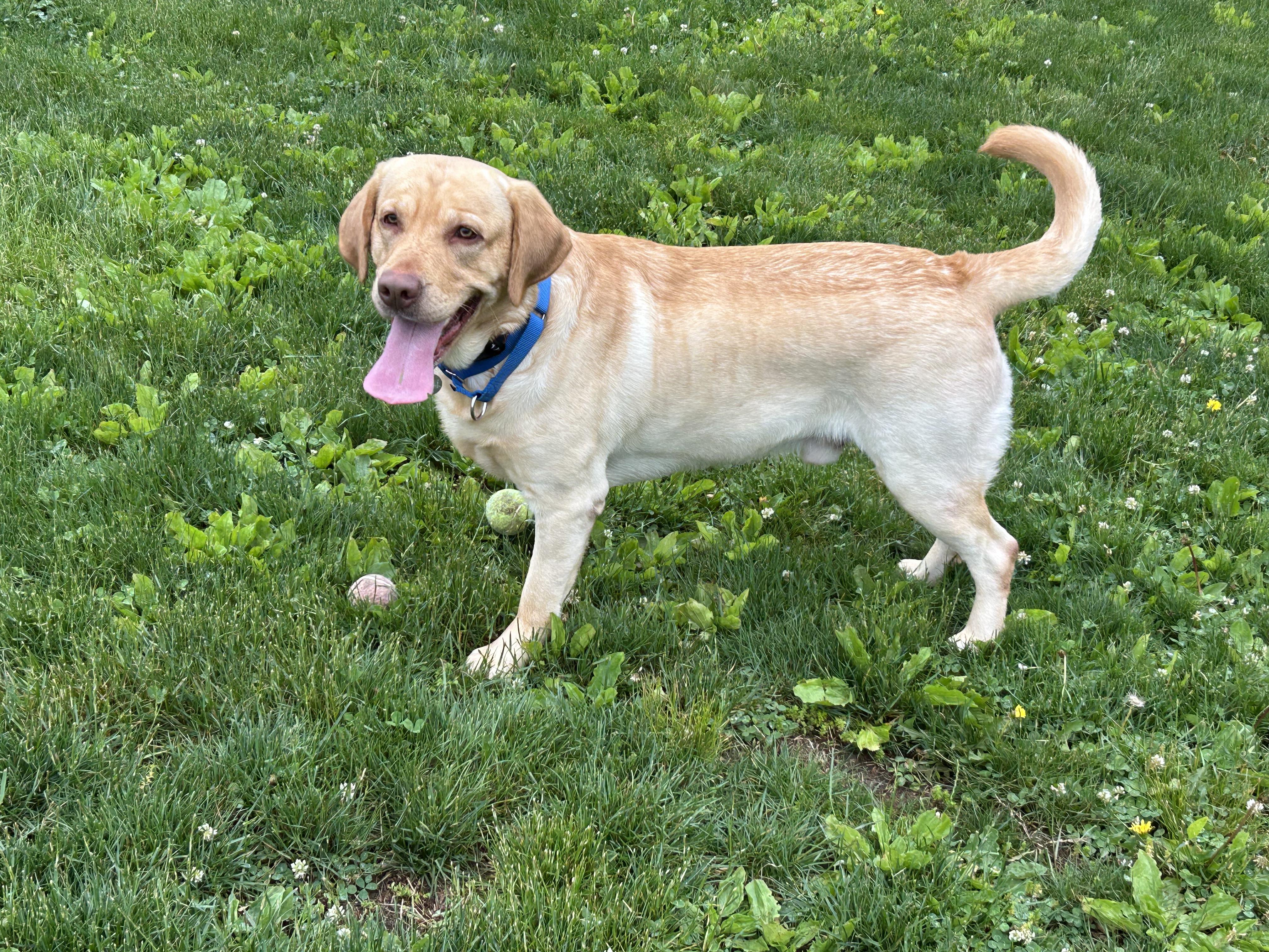 Enlarge Philbin, a Adoptable Yellow Labrador Retriever in Warrington, PA image 6/6