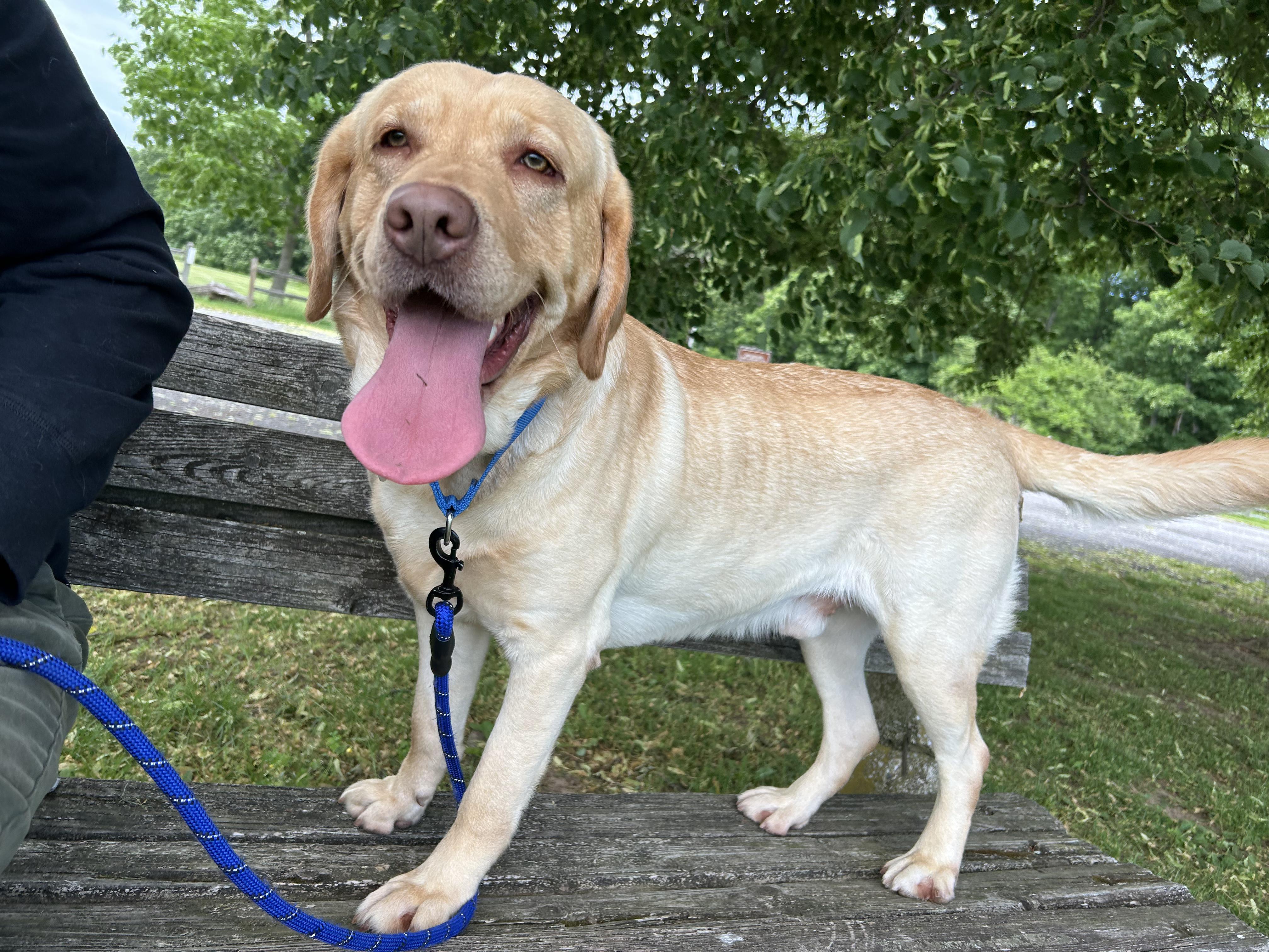 Enlarge Philbin, a Adoptable Yellow Labrador Retriever in Warrington, PA image 3/6