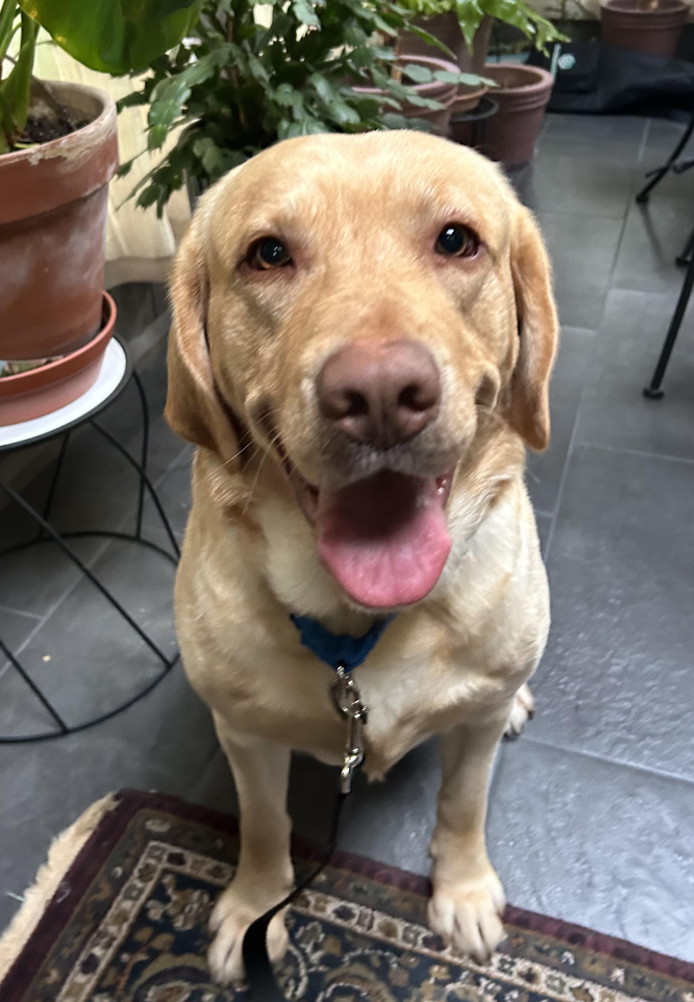 Philbin, Adoptable, Adult Male Yellow Labrador Retriever.