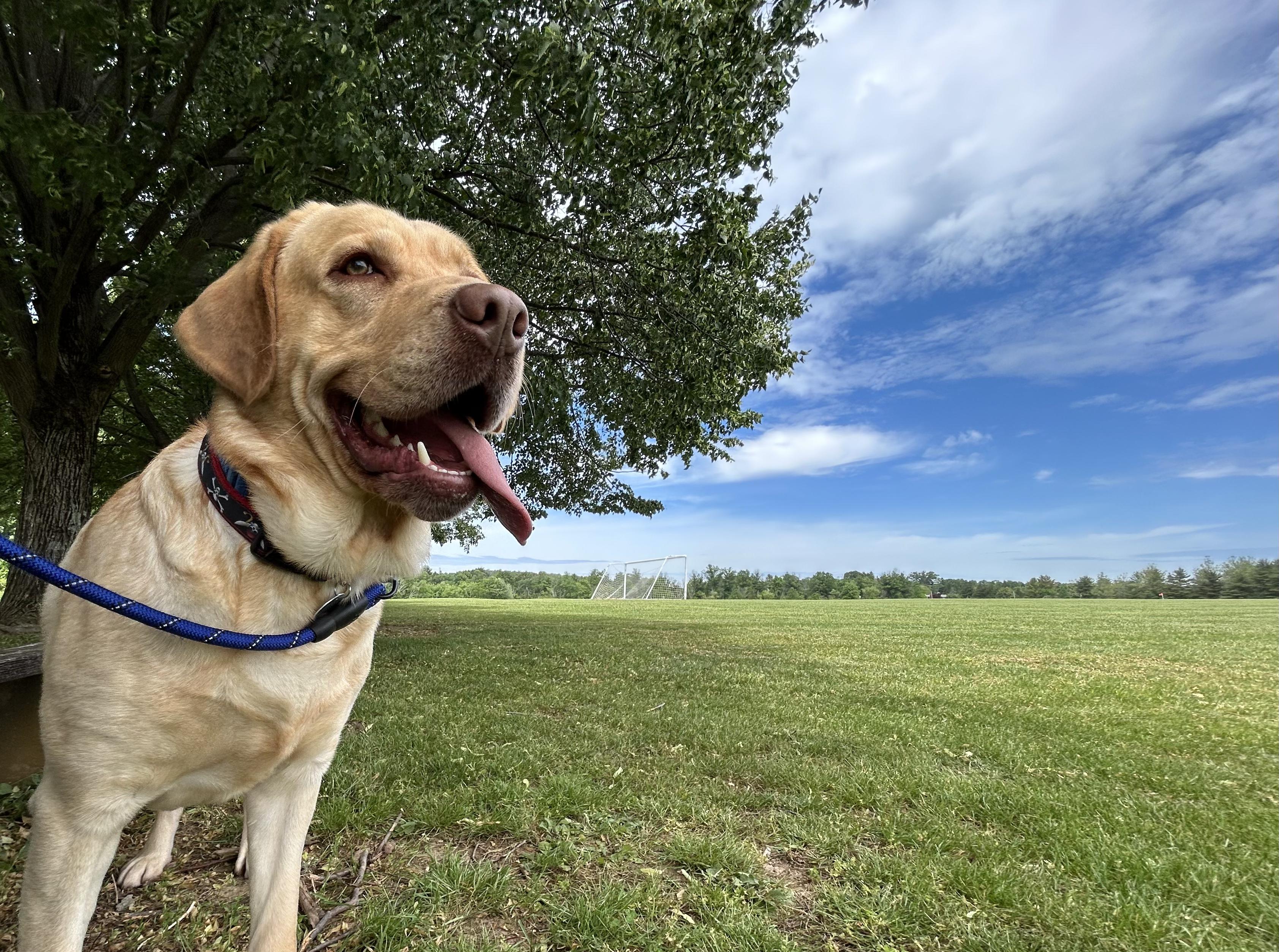 Enlarge Philbin, a Adoptable Yellow Labrador Retriever in Warrington, PA image 5/6