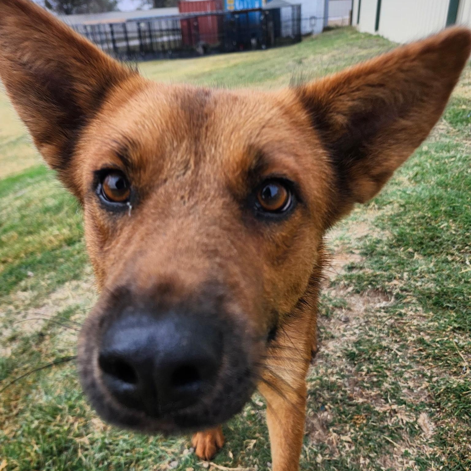 Enlarge BREA, a Adoptable mixed breed in Weatherford, TX image 3/5
