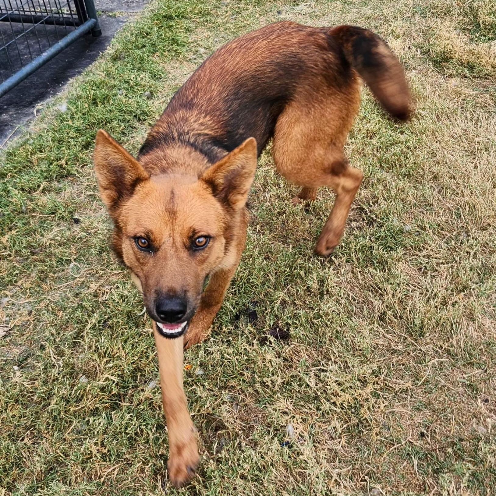 Enlarge BREA, a Adoptable mixed breed in Weatherford, TX image 5/5