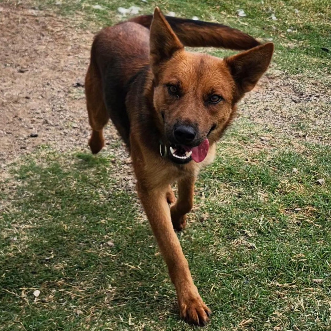 Enlarge BREA, a Adoptable mixed breed in Weatherford, TX image 1/5