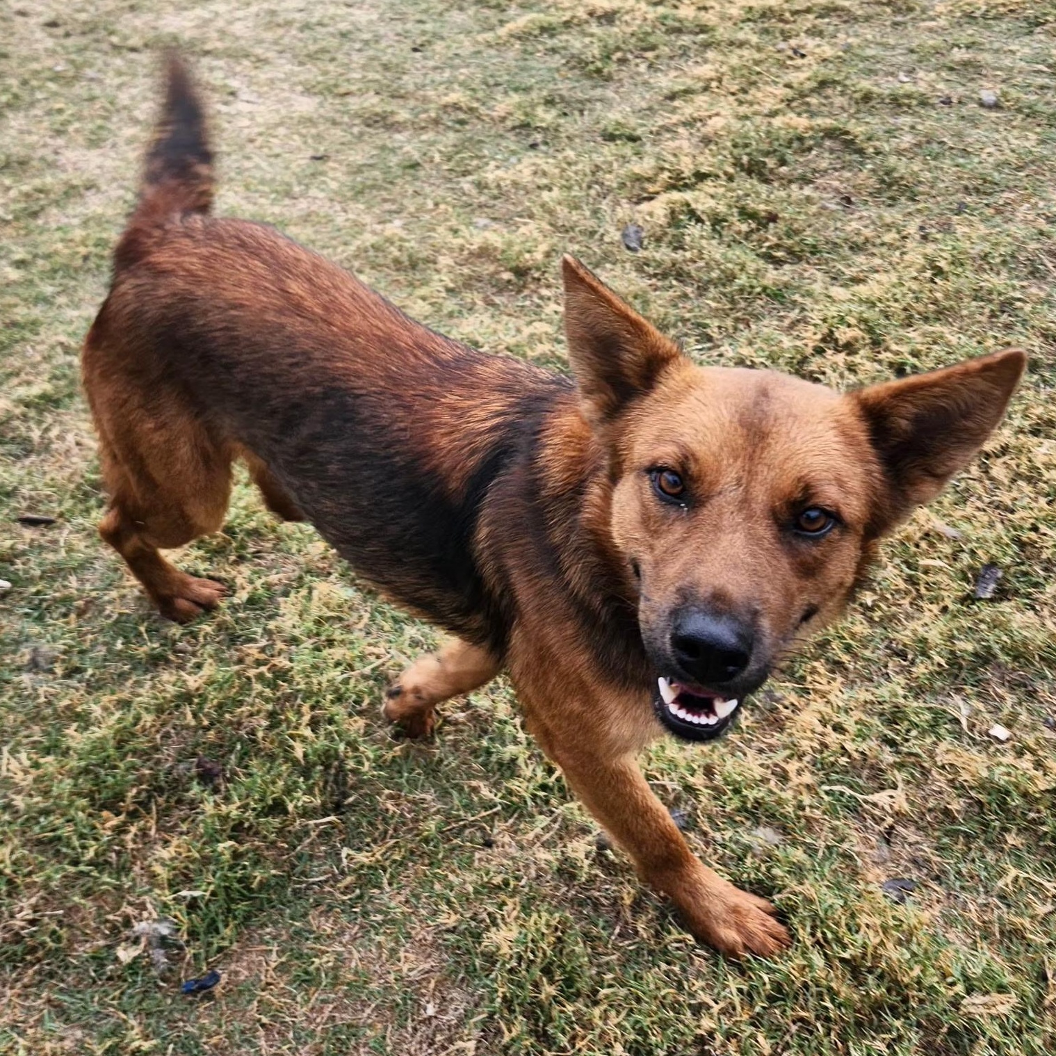 Enlarge BREA, a Adoptable mixed breed in Weatherford, TX image 2/5
