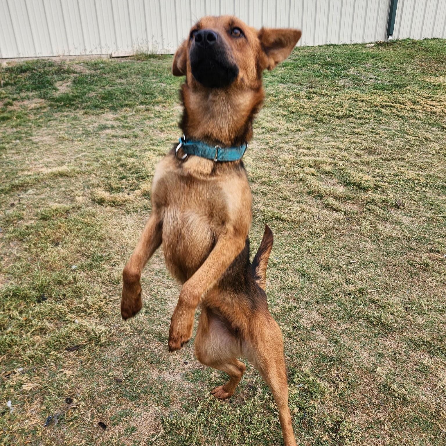 Enlarge BREA, a Adoptable mixed breed in Weatherford, TX image 4/5
