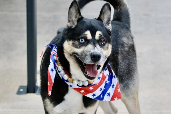 Enlarge Phoenix, a Adoptable mixed breed in Staten Island, NY image 1/1