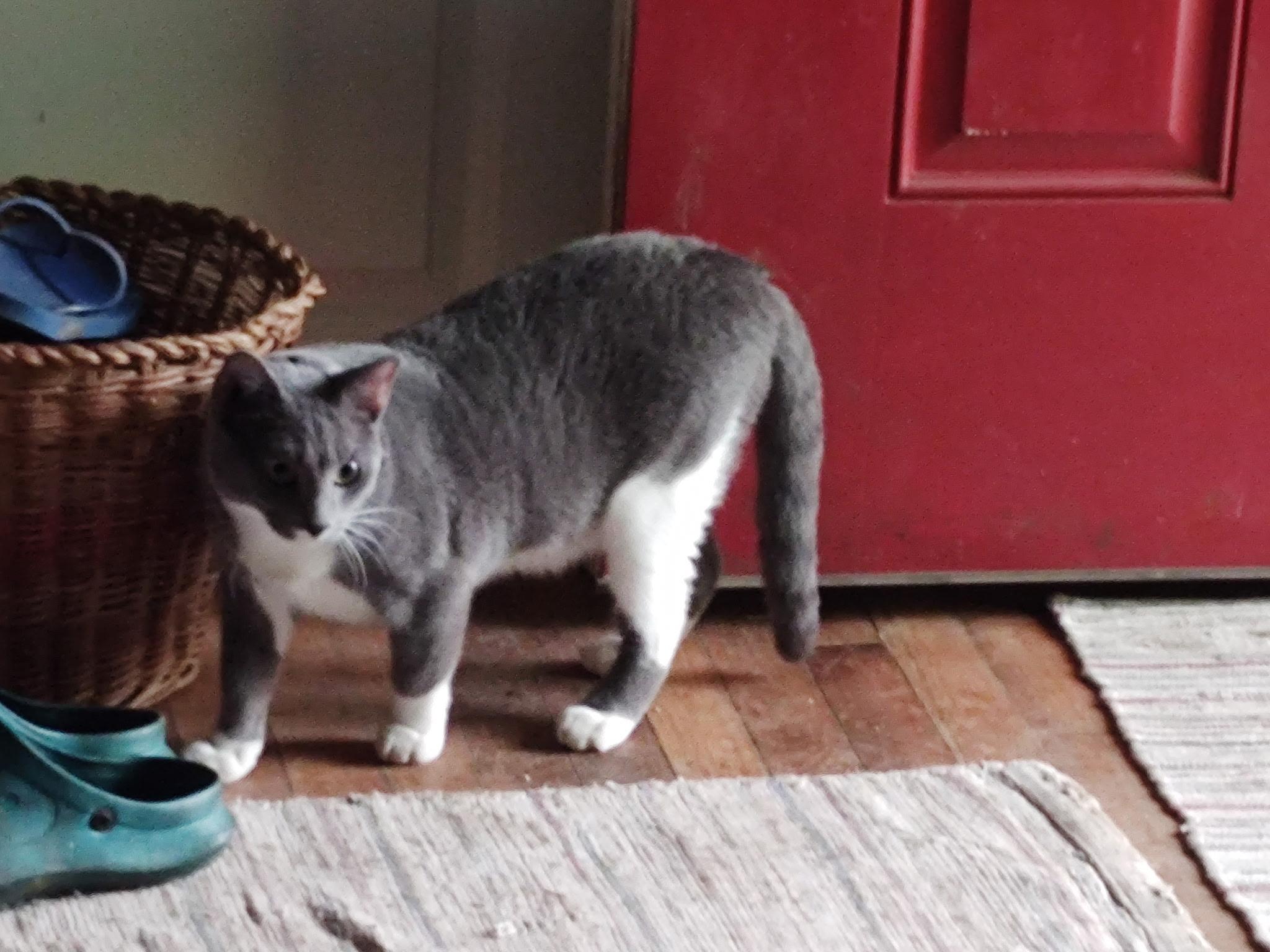 Claire, a ADOPTABLE Domestic Short Hair in Canton, MA image 2/3