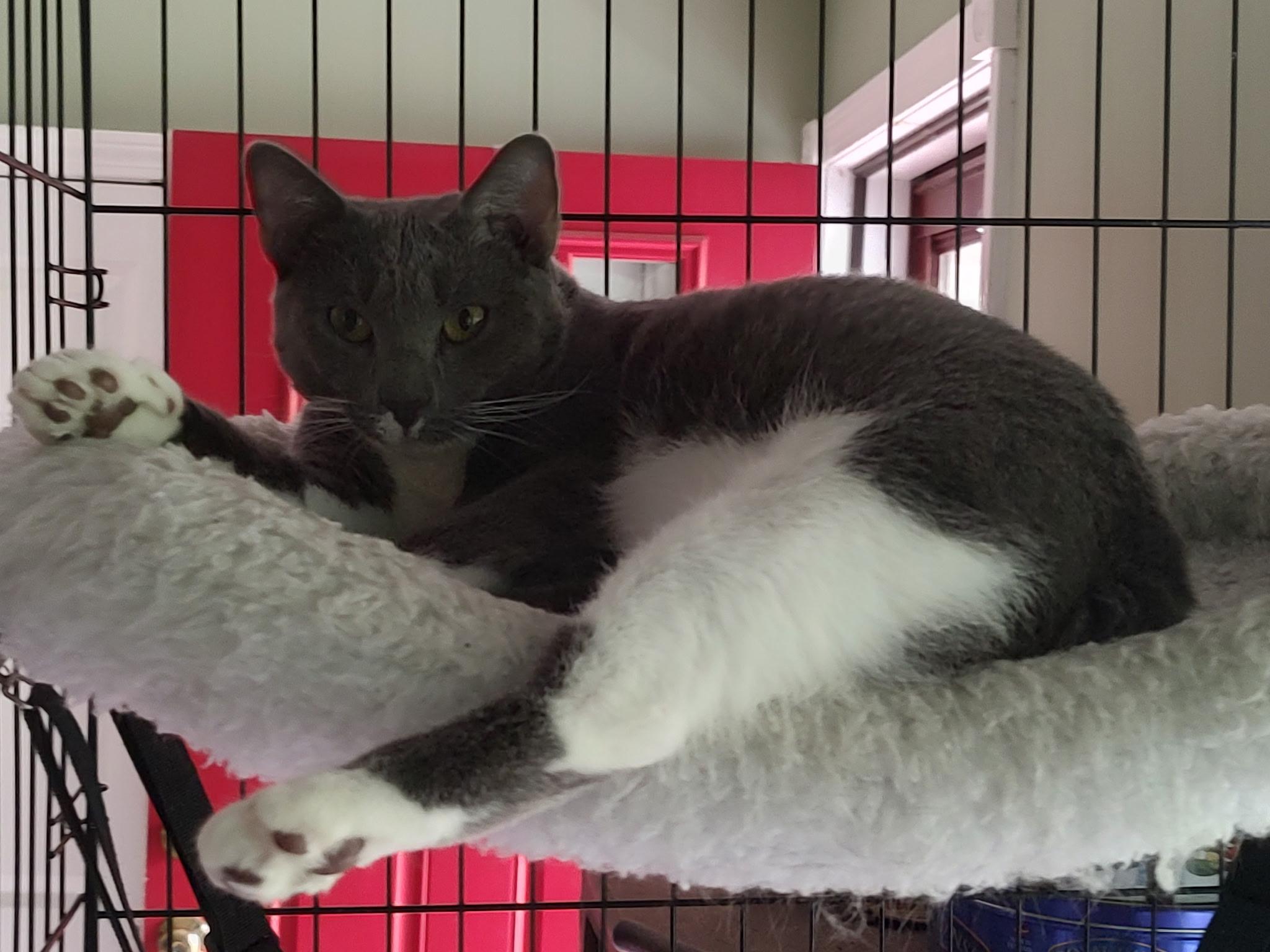 Claire, ADOPTABLE, Young Female Domestic Short Hair.