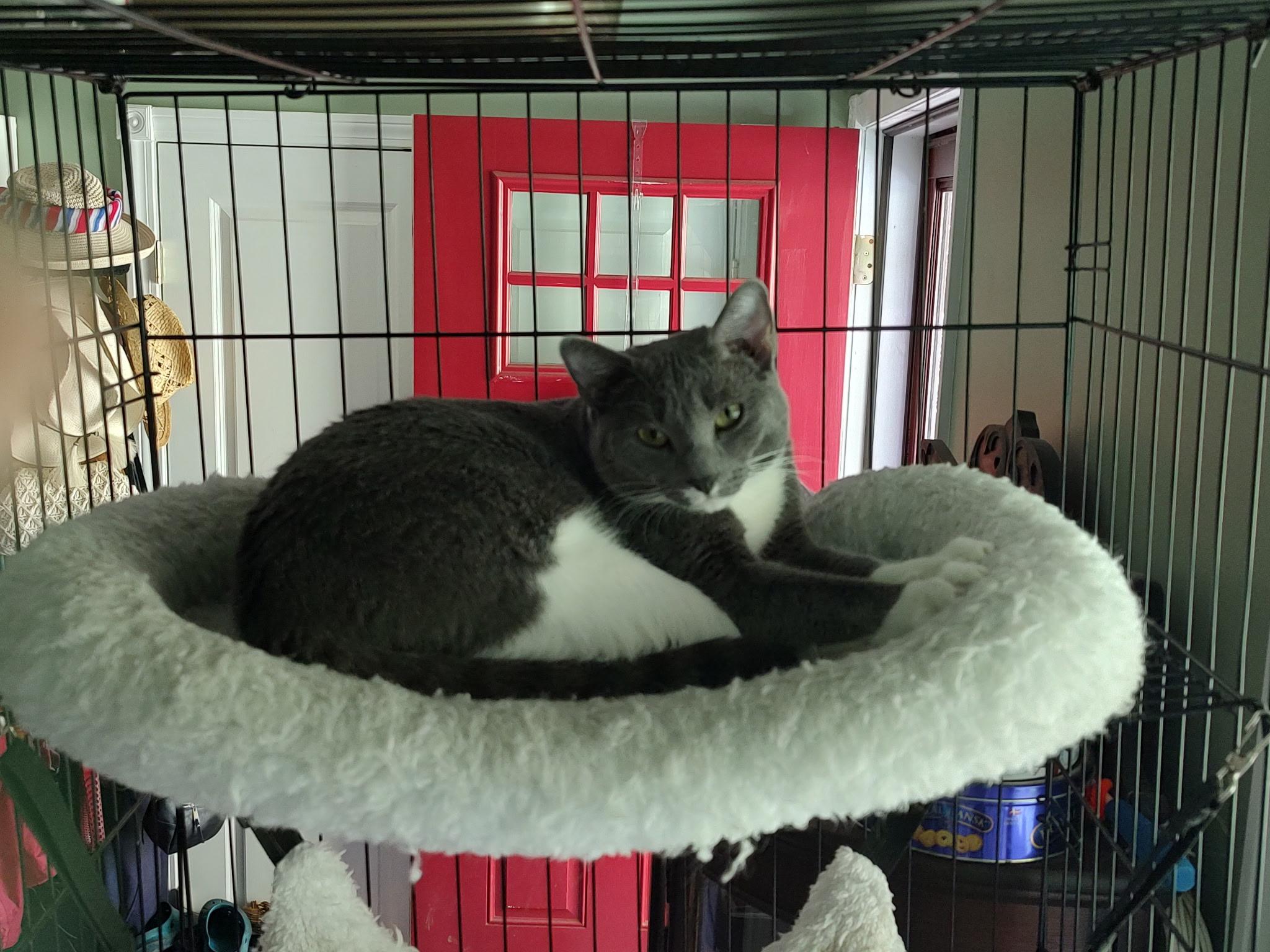 Claire, a ADOPTABLE Domestic Short Hair in Canton, MA image 3/3