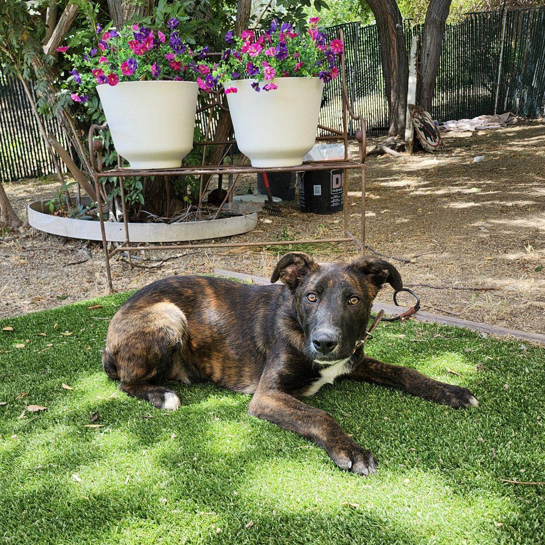 Enlarge Bubby, an adopted mixed breed in Burbank, CA image 2/3