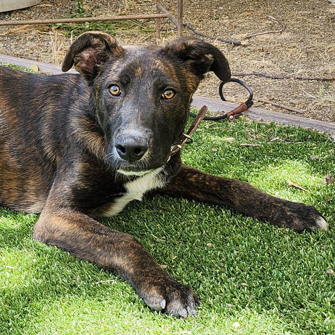 Enlarge Bubby, an adopted mixed breed in Burbank, CA image 1/3