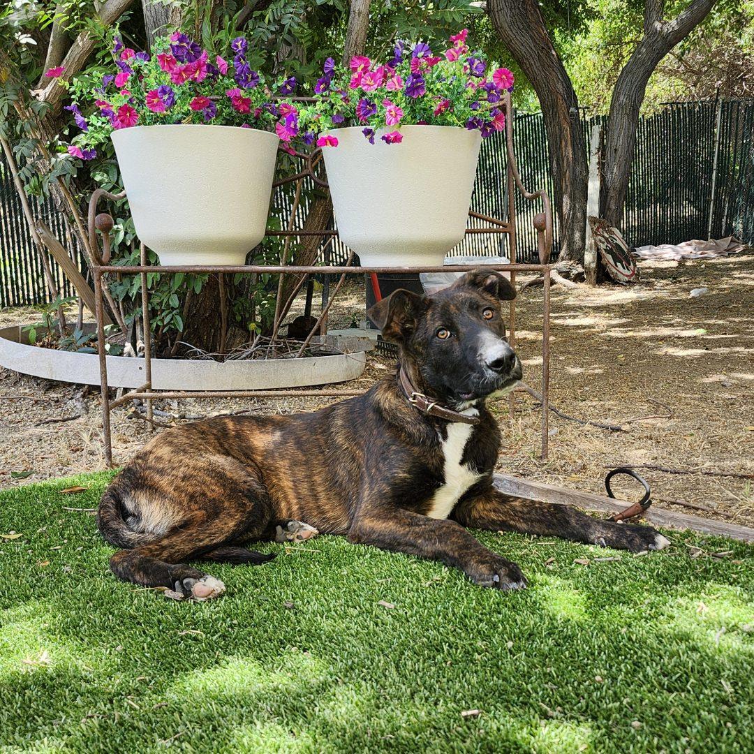 Enlarge Bubby, an adopted mixed breed in Burbank, CA image 3/3