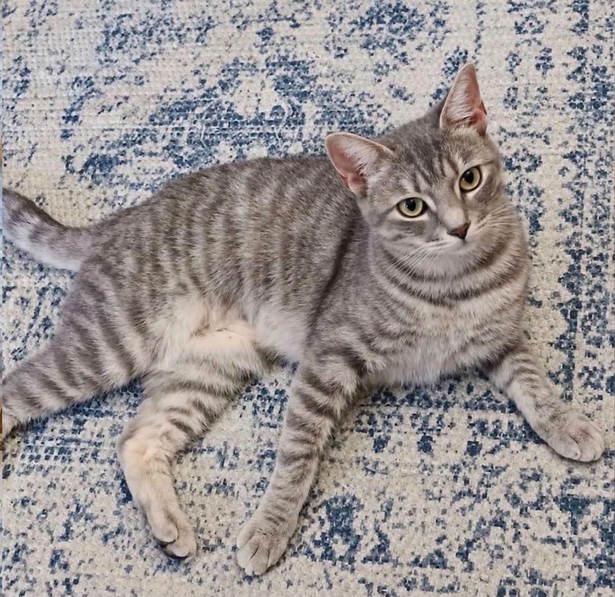 Enlarge Mama Gracie, a Adoptable Domestic Short Hair in Kenhorst, PA image 1/1