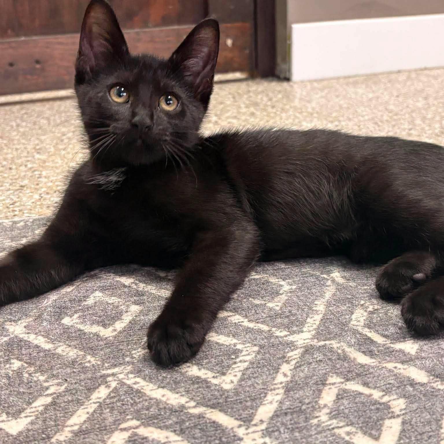 Enlarge Tristan, a ADOPTABLE Domestic Short Hair in De Pere, WI image 4/4