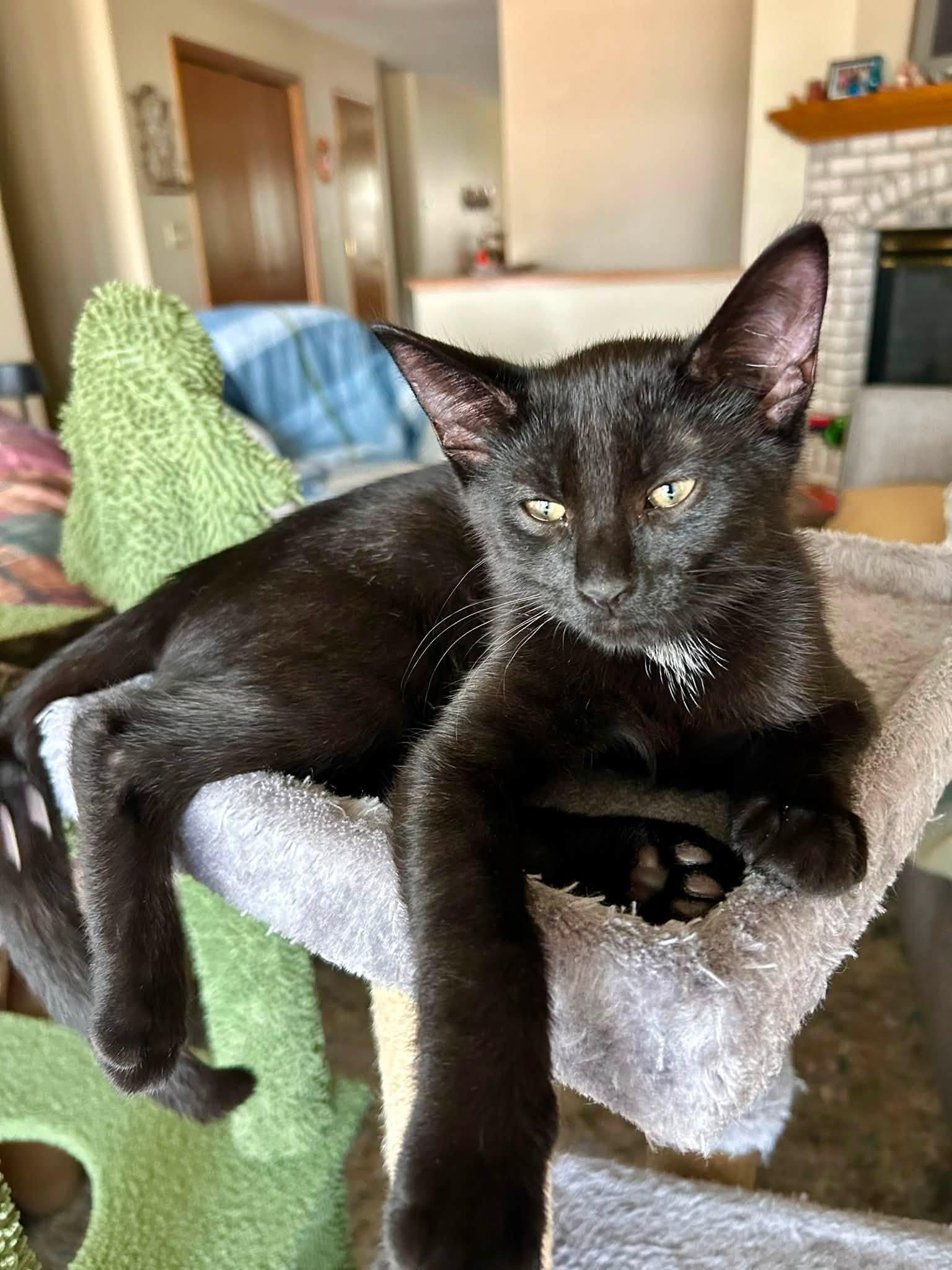 Tristan, ADOPTABLE, Kitten Male Domestic Short Hair.
