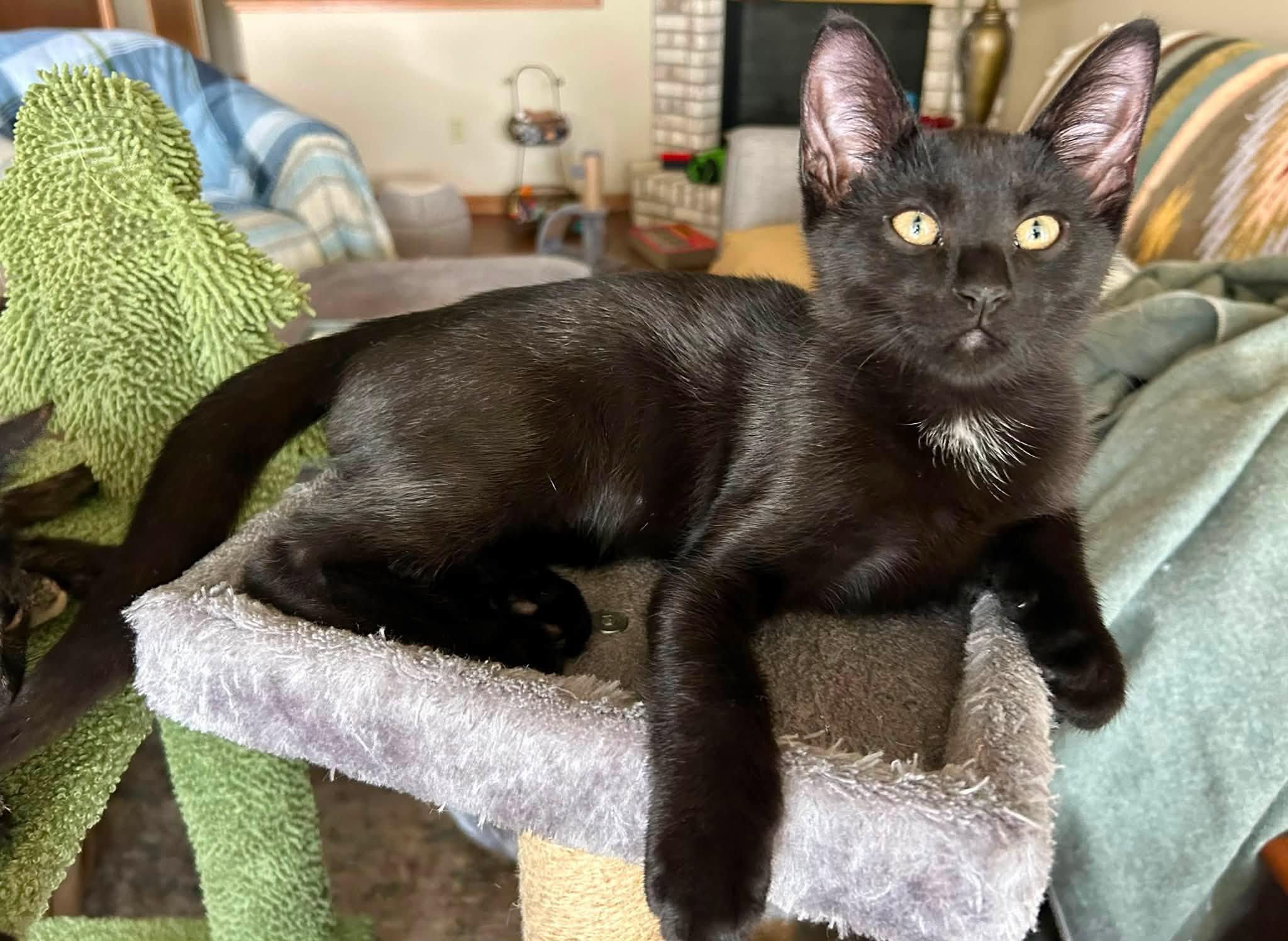Enlarge Tristan, a ADOPTABLE Domestic Short Hair in De Pere, WI image 2/4