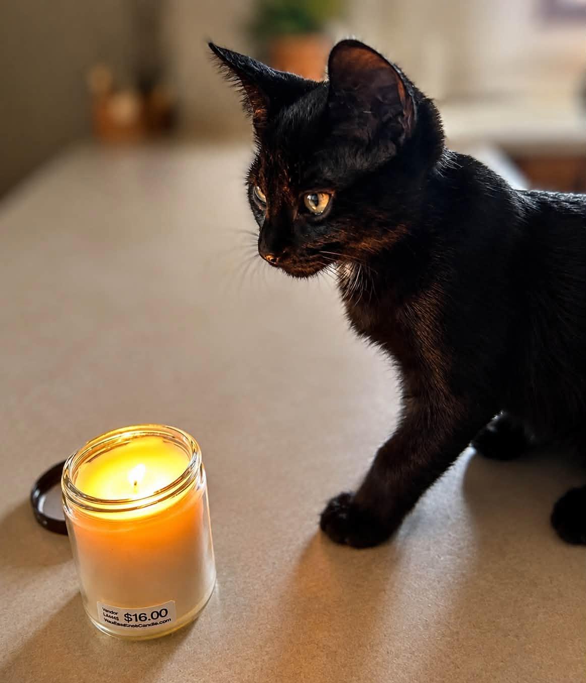 Enlarge Tristan, a ADOPTABLE Domestic Short Hair in De Pere, WI image 3/4