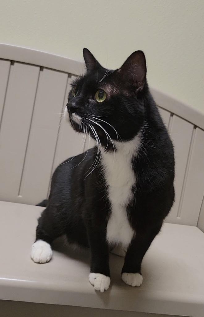 HARBOR, Adoptable, Adult Male Domestic Short Hair.