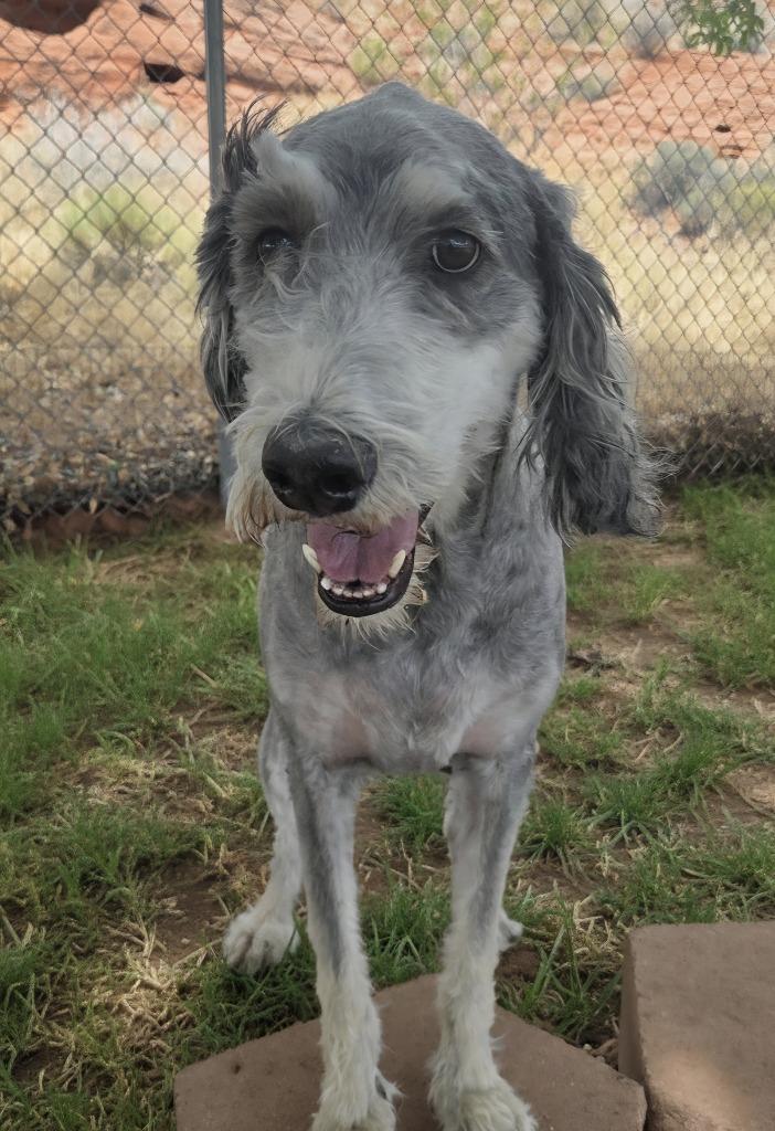 Coco, ADOPTABLE, Adult Female Standard Poodle.