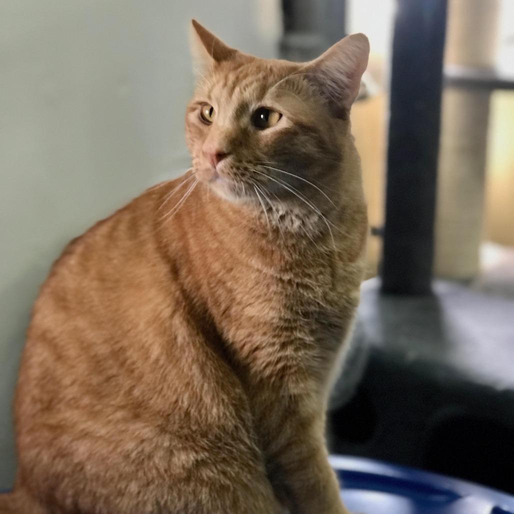 Otis, ADOPTABLE, Adult Male Domestic Short Hair.