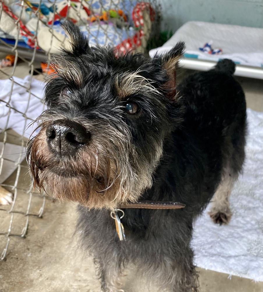 Enlarge DUNCAN, a Adopted Schnauzer in Dallas, PA image 1/1