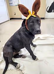 Miller the Goodest Boy photo 3