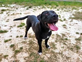 Miller the Goodest Boy, Adult Male Labrador Retriever