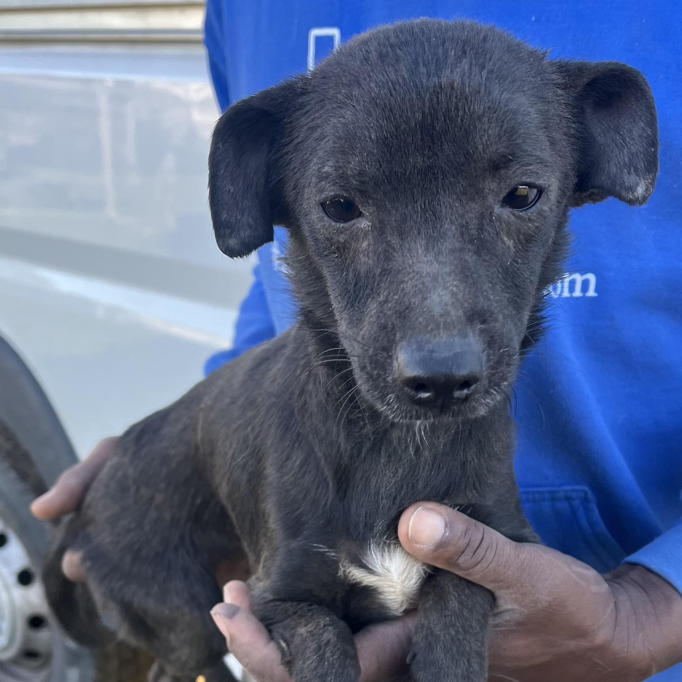 Enlarge Aggie - Local February 13-15, an adoptable mixed breed in Gresham, OR image 5/6