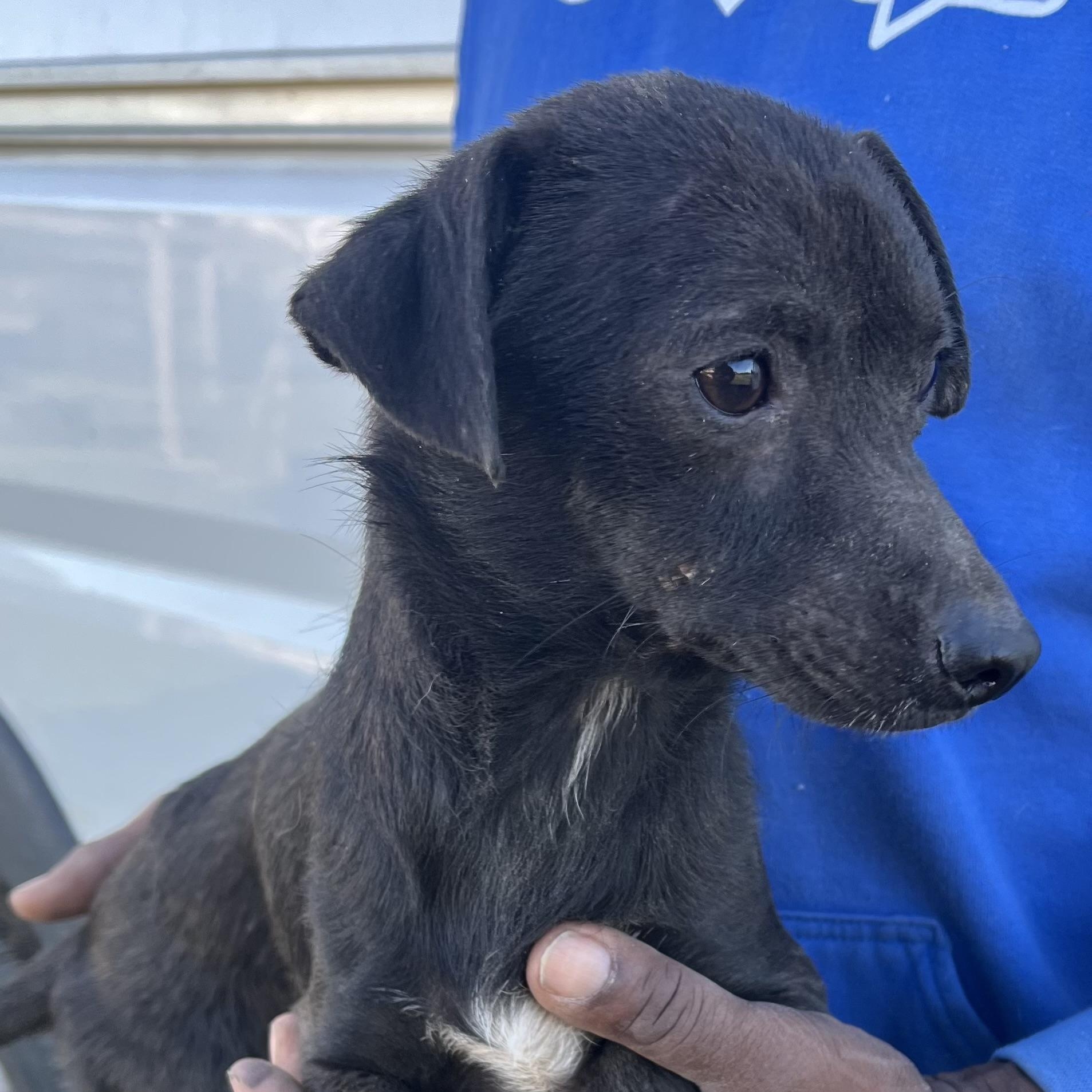 Enlarge Aggie - Local February 13-15, an adoptable mixed breed in Gresham, OR image 3/6