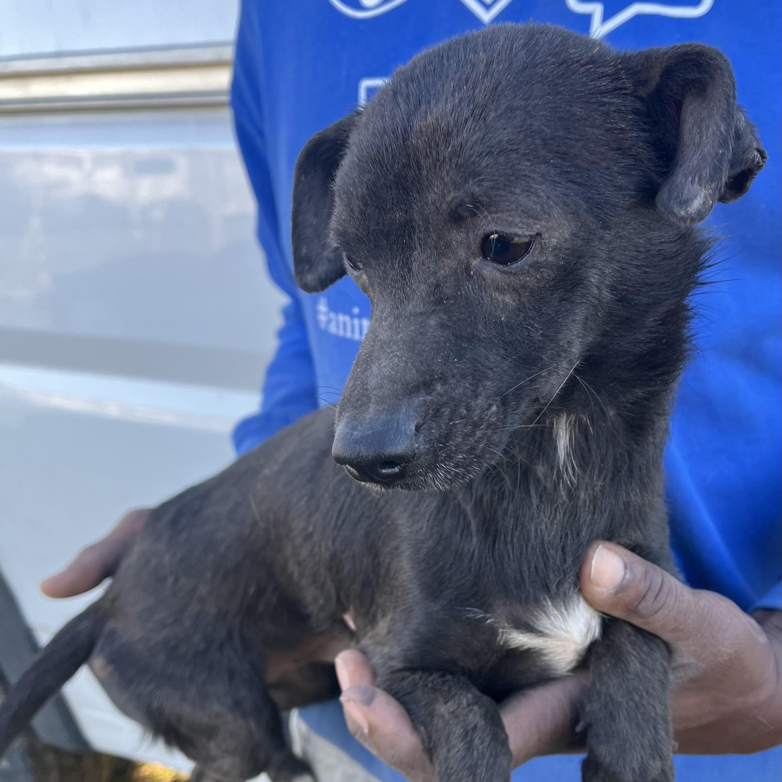 Enlarge Aggie - Local February 13-15, an adoptable mixed breed in Gresham, OR image 2/6