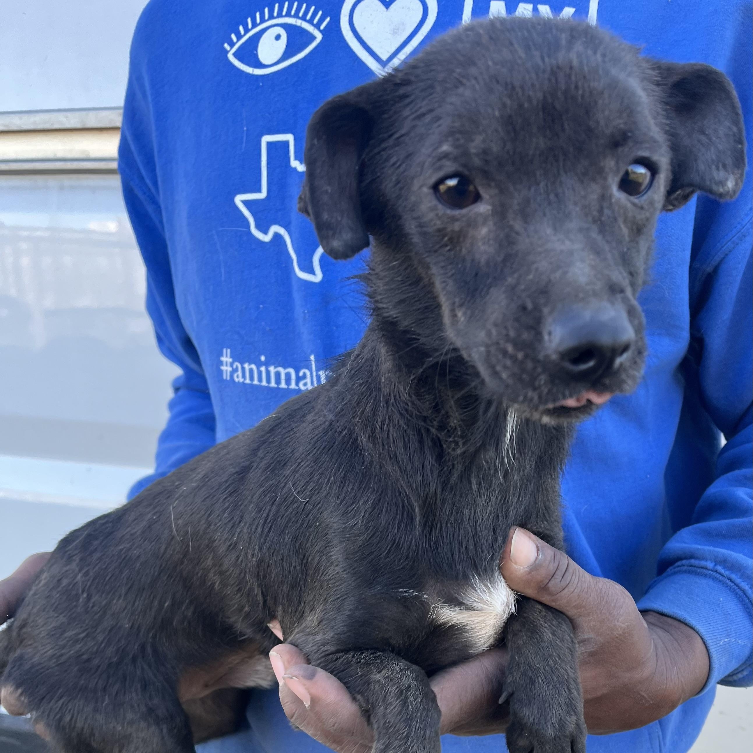 Aggie - Local February 13-15, adoptable, Adult Male Chihuahua.