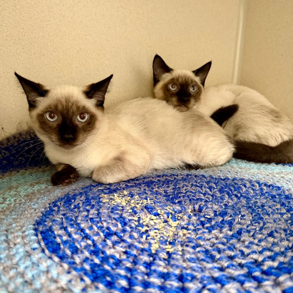 Tourmaline, Adoptable, Kitten Male Snowshoe.