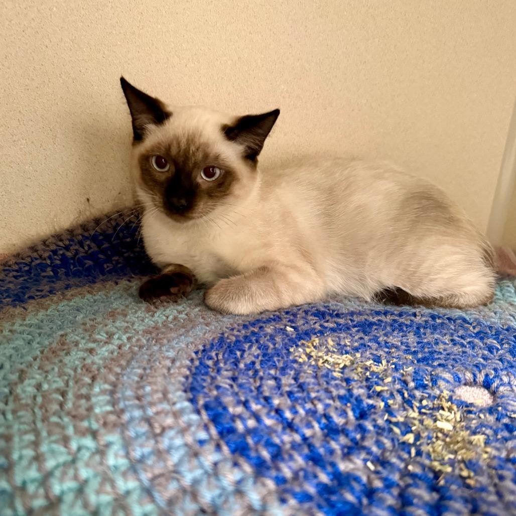 Enlarge Tourmaline, a Adoptable Snowshoe in Great Falls, MT image 2/5
