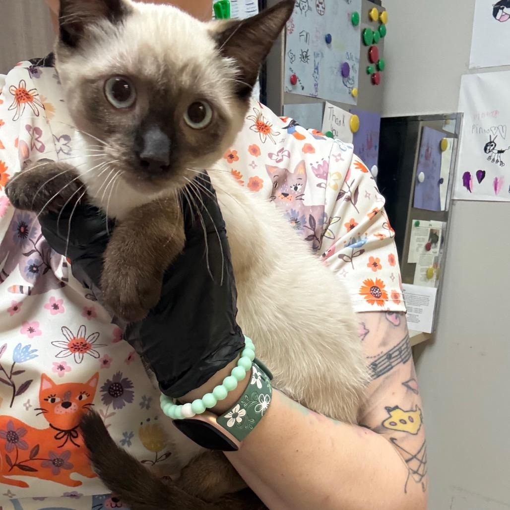 Enlarge Tourmaline, a Adoptable Snowshoe in Great Falls, MT image 3/5